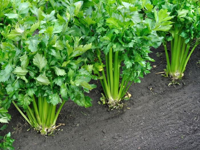 Celery Plant