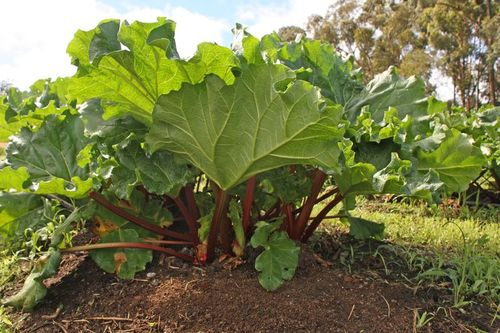 Rhubarb